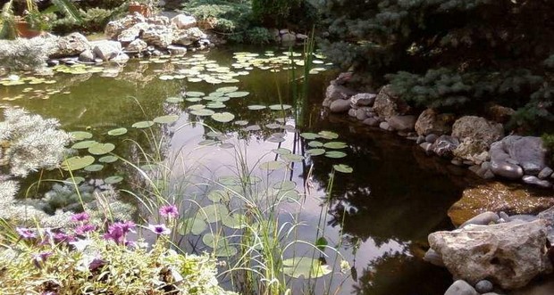 Штучний садовий ставок: магія води на вашій ділянці